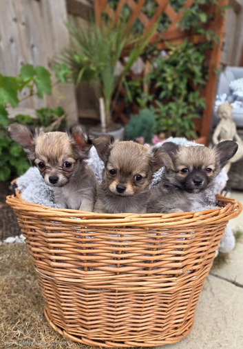Three Amigos - Longhaired Male Chihuahua Pups