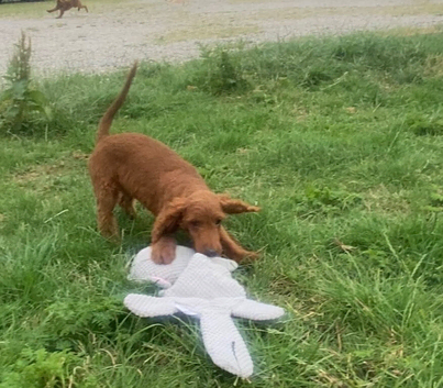 Cockerpoo boy