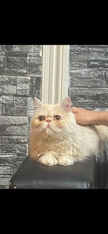 Male Persian cat