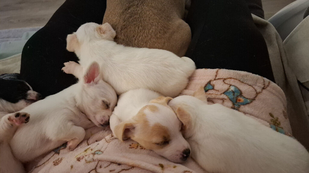 Beautiful Jack Russell pups for sale!