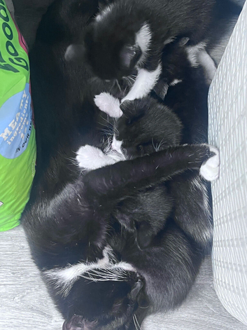 Kittens