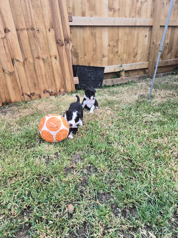 Black and white Border collie puppies