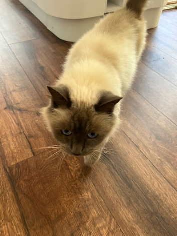 Beautiful male ragdoll
