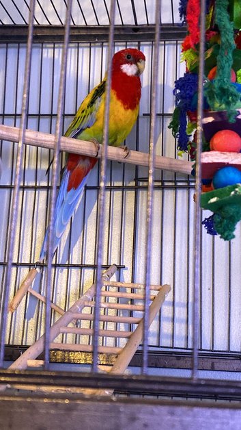Pair of rosella parrots