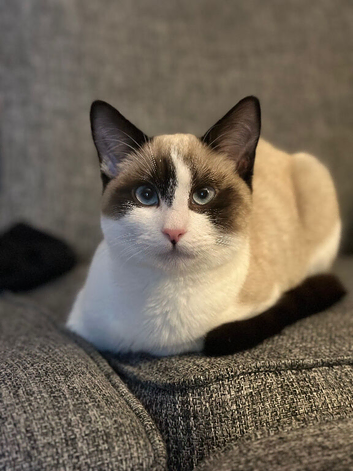 Snowshoe cat