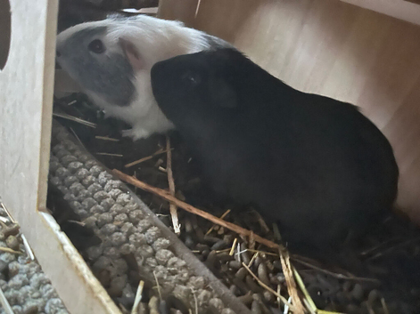 Two boar guinea pigs harbour and coyle