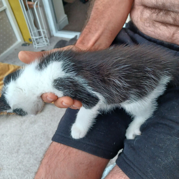 2 black and white kittens 9 week okd