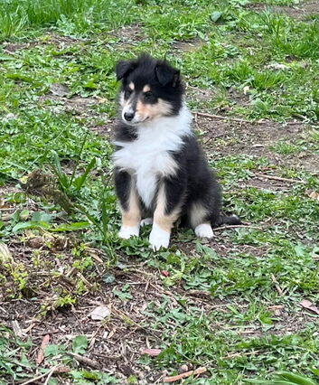 1 Gorgeous rough collie puppy left