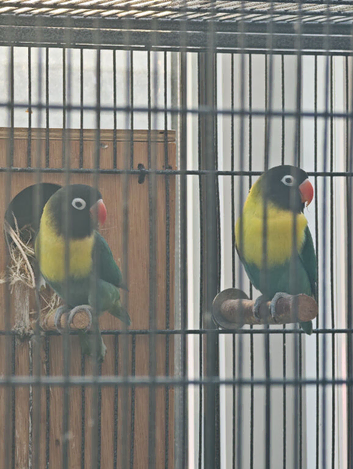 Breeding pair of black masked lovebirds with DNA