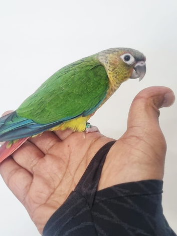 Baby conure with new cage