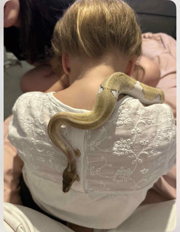 Pied Ball Python