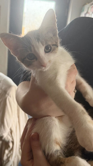 2x female kittens
