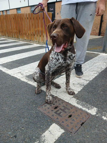 German short haired pointer