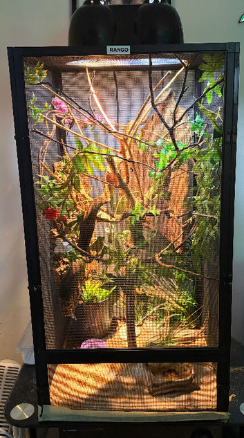 Baby Chameleon Male