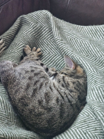 Kitten