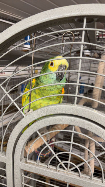 Double yellow headed Amazon (male)