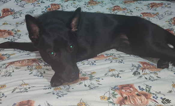 Male Belgian malinois x Huskey