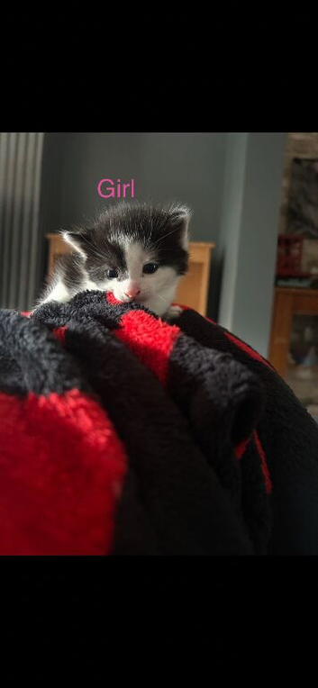 Kittens