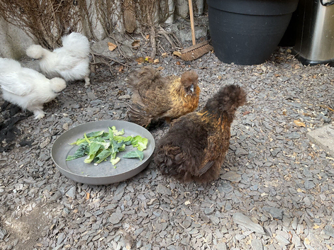Silkies