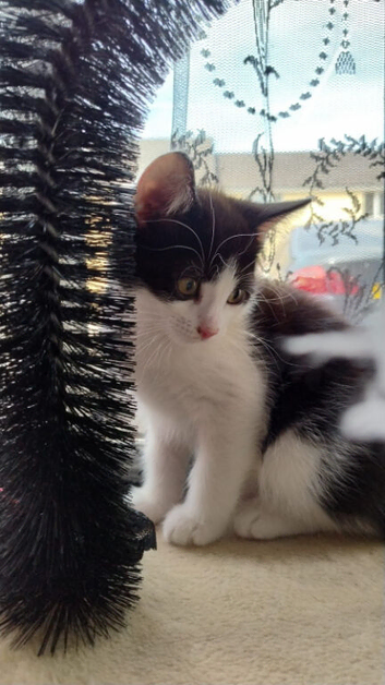 Rehoming kitten