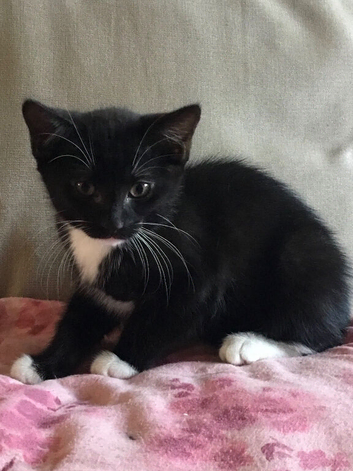 10week old kittens