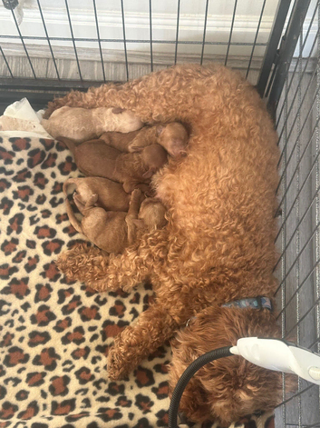 Cavapoo puppies