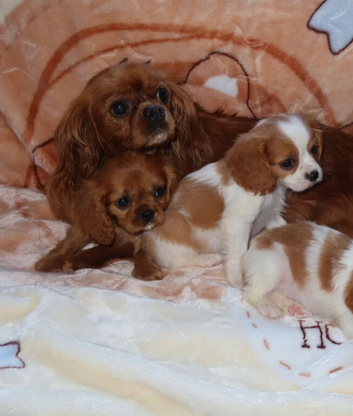 Beautiful Cavalier King Charles
