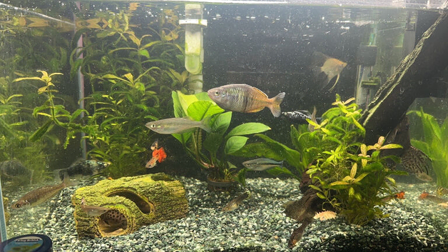 60 litre fish tank