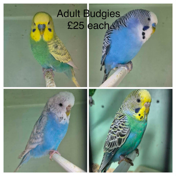 Budgies available