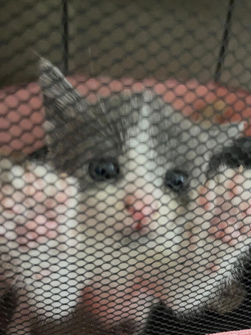 4 kittens available