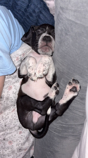 Puppy