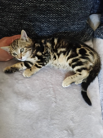 Pedigree Bengal kittens for sale