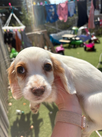 Puppies for sale