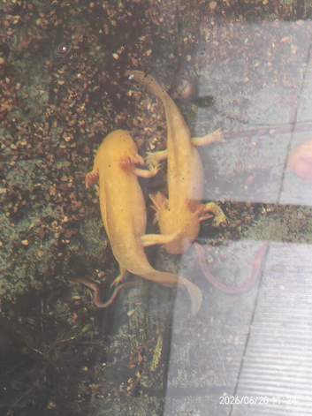 Axolotl