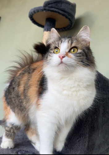 Calico girl needing a new home
