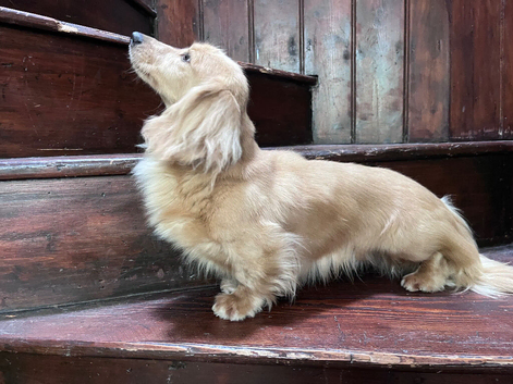 PROVEN MINIATURE PRA CLEAR KC CREAM LONG HAIRED DACHSHUND