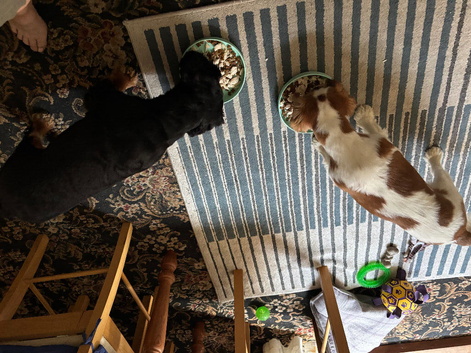 King Charles cavalier