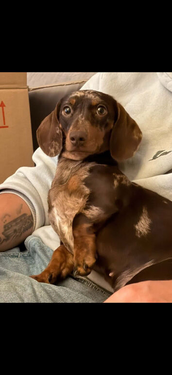 Beautiful female dachshund