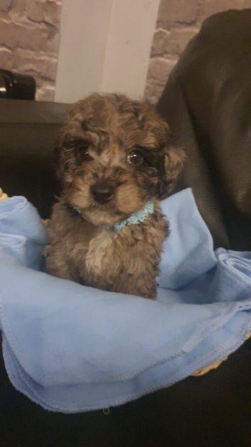 READY NOW! F1B Bordoodles (toy poodle)