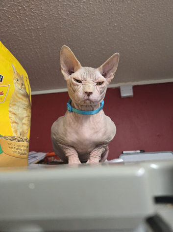 Male sphynx
