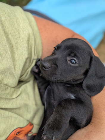 SOLID BLACK MINI DACHSHUNDS READY NOW