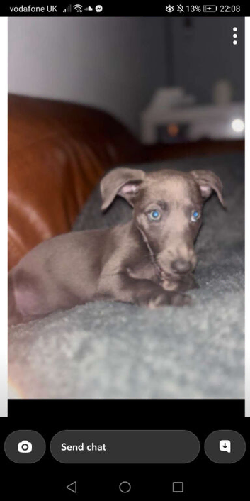 Blue bitch