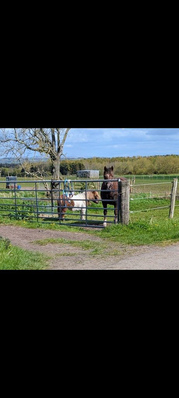 Searching for equine services in Ormskirk