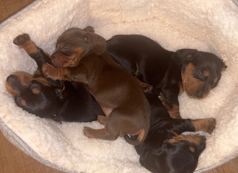 4 gorgeous miniature dachshund puppies