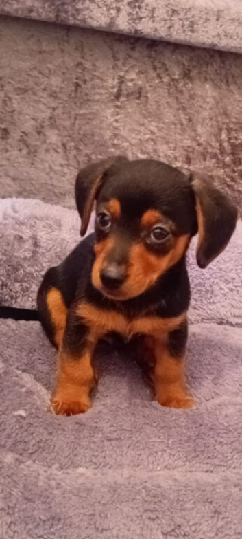 Dachshund x yorkshire terrier