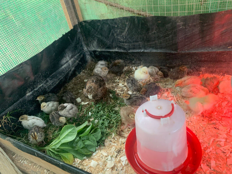 coturnix quail / Japanese Quail