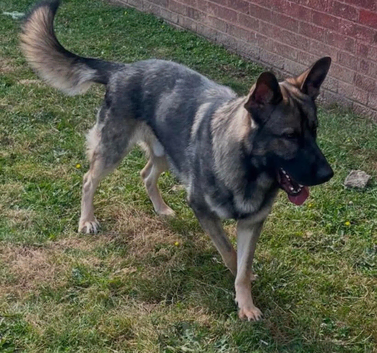 Selling a German Shepherd [1 YR OLD]
