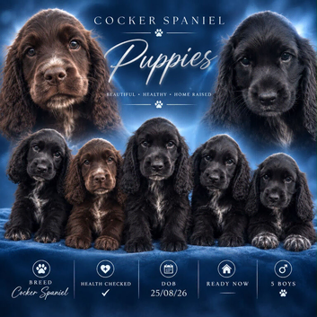 Cocker Spaniel Puppies