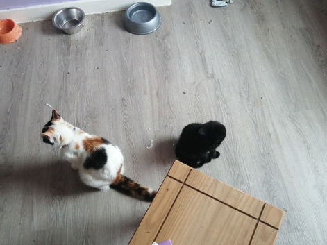 Kittens looking for there forever homes