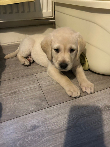 Golden Labrador pup